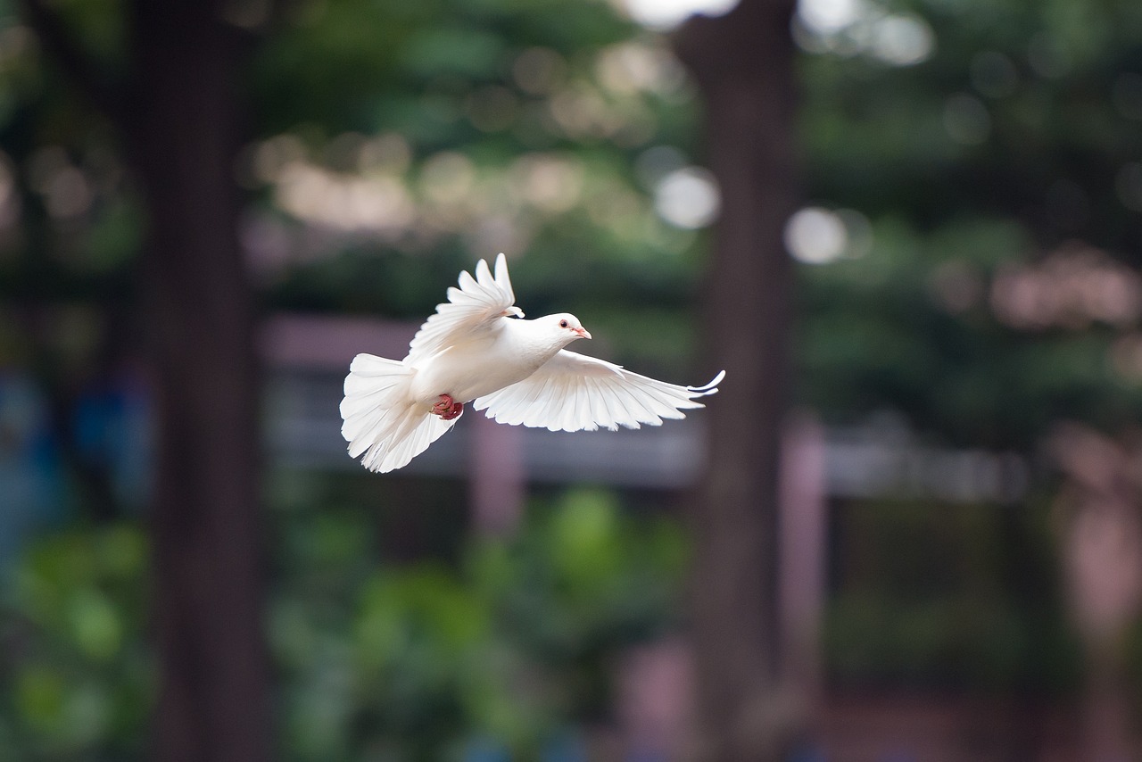 bird, dove, flying dove, flying bird, nature, dove, dove, dove, dove, dove